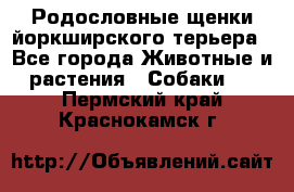 Родословные щенки йоркширского терьера - Все города Животные и растения » Собаки   . Пермский край,Краснокамск г.